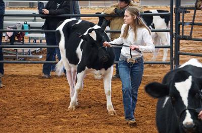 Ranging from dairy to beef