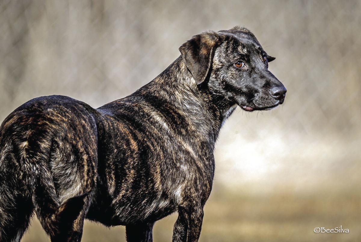 Noah’s Ark offers adoption discounts | News | gainesvilleregister.com