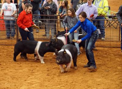 Fine swine