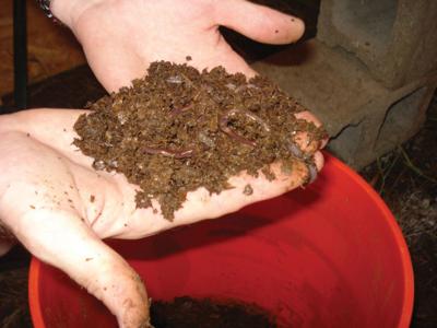 worm in hand.jpg