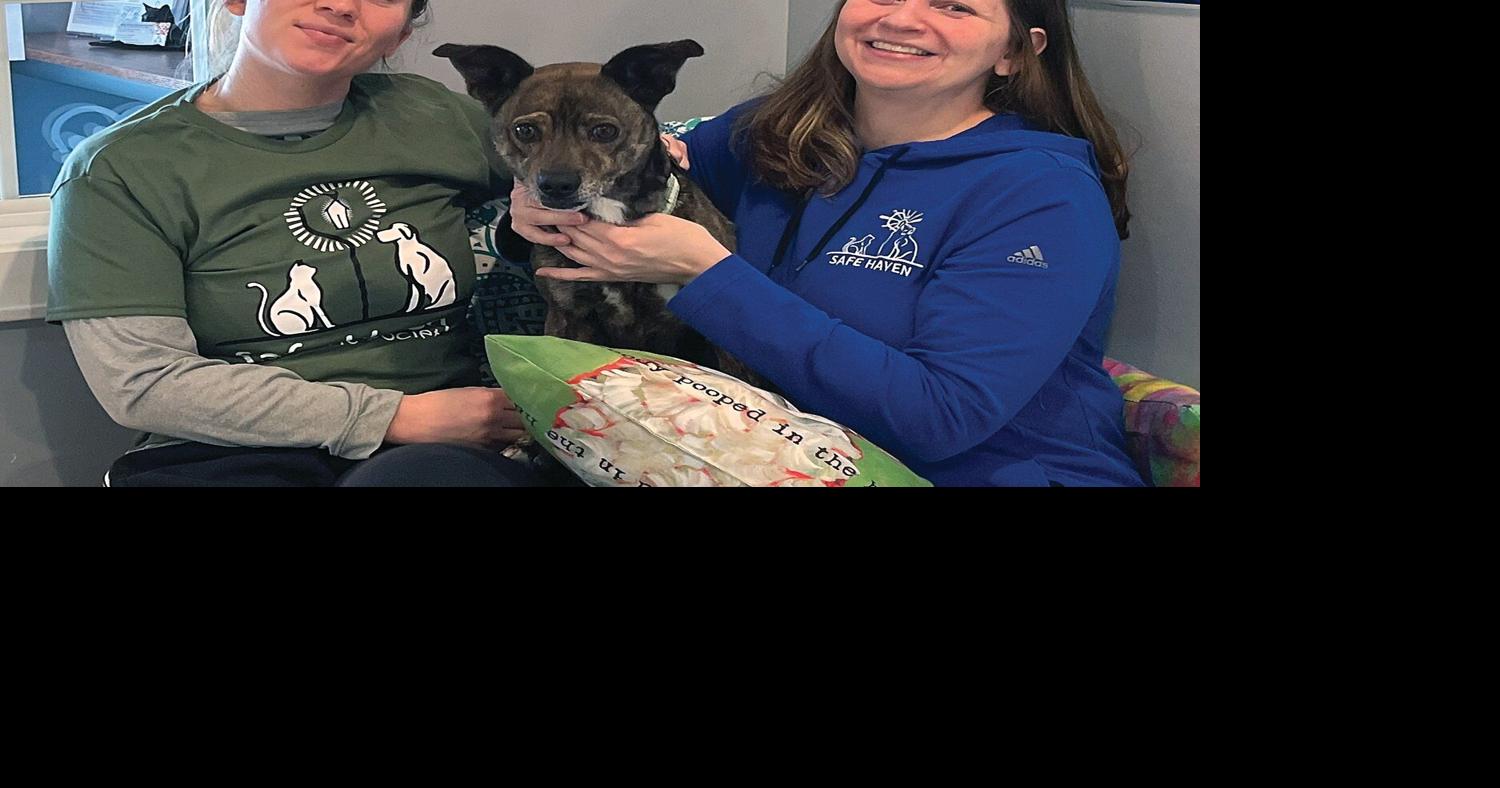 Famous rescue center features Safe Haven on web series | Local News ...