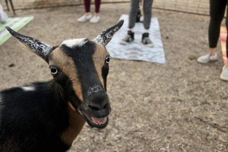 Goat yoga group comes to Herald | News 