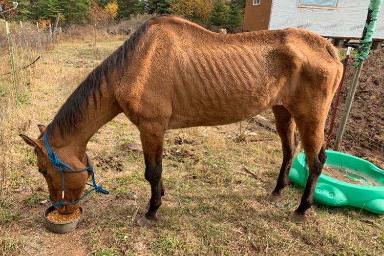 Malnourished horse put down