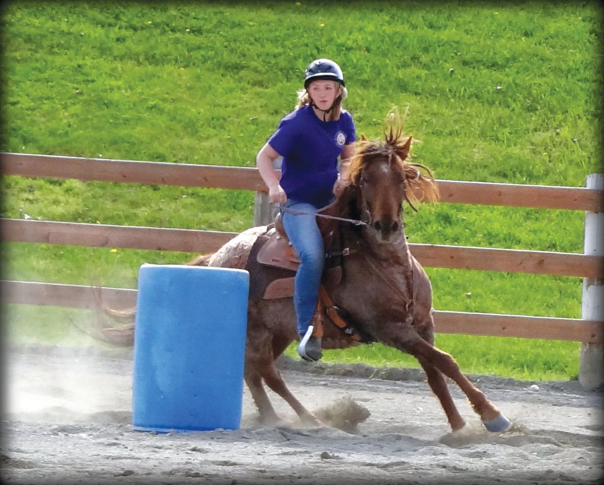 Wild Horse Adoption