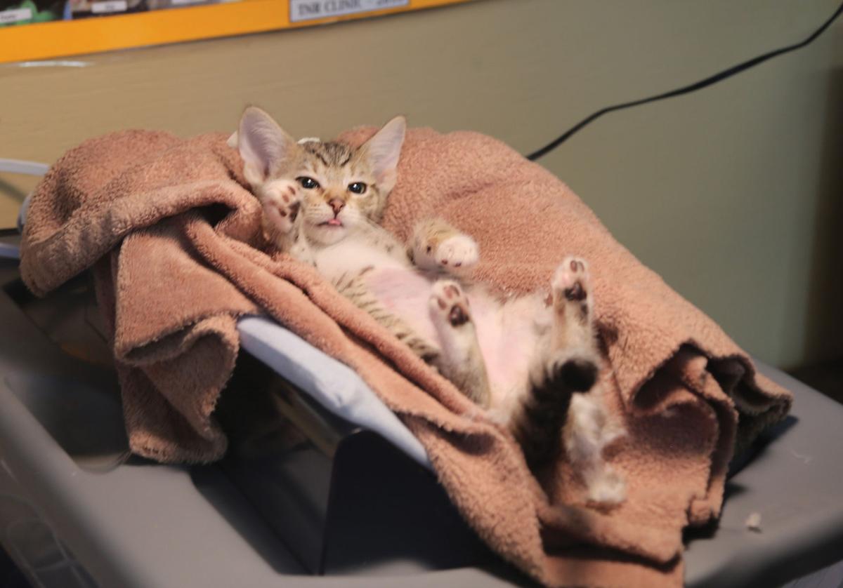 TNR