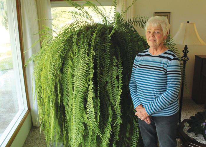 Massive fern continues to flourish