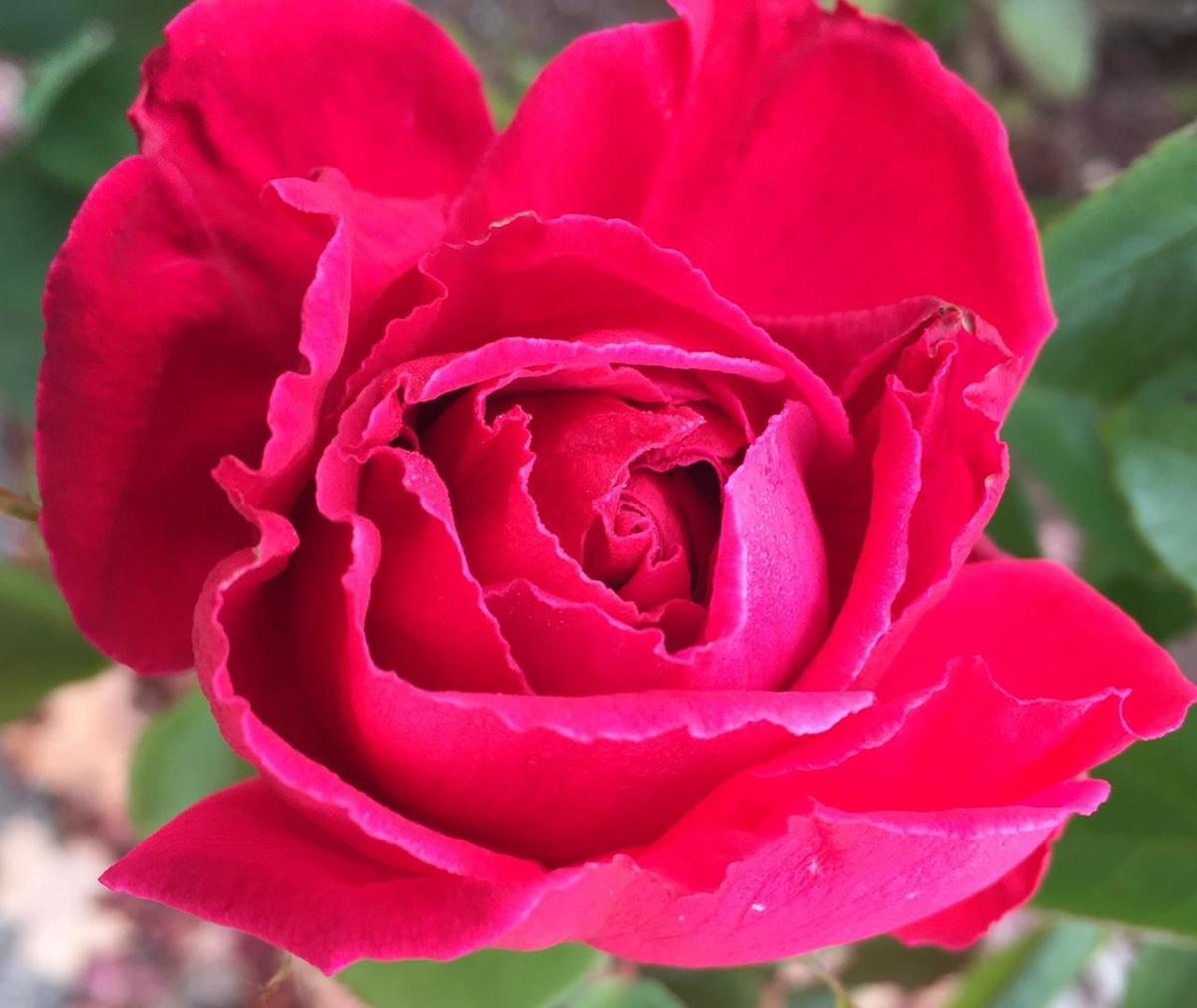 November Rose 11-12-19