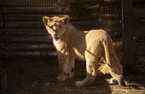 Freya the rescued lion cub is safe in South Africa. Many other lions there are bred to be shot
