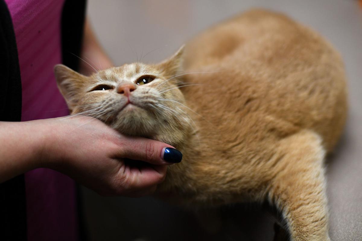 Heartland Humane Society Rescues Cats Abandoned In Jackson County