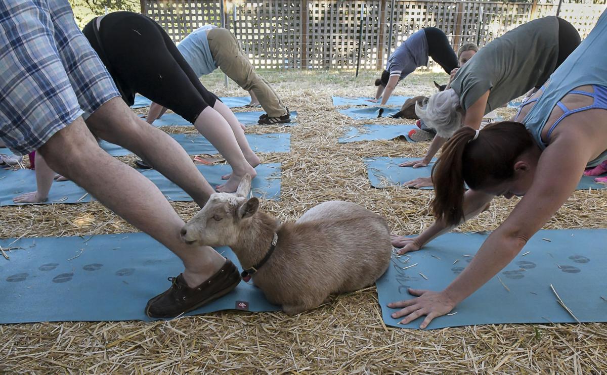 Goat Yoga 03