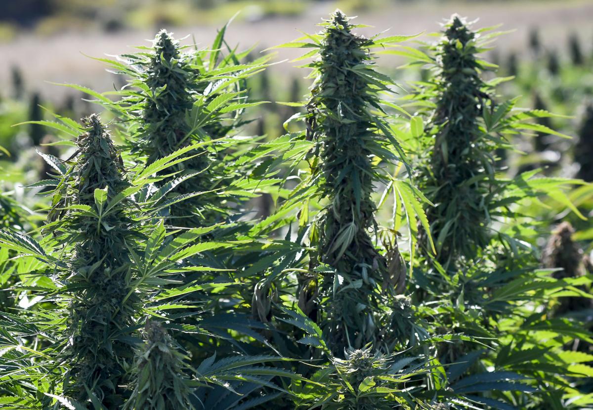 Hemp Harvest 03
