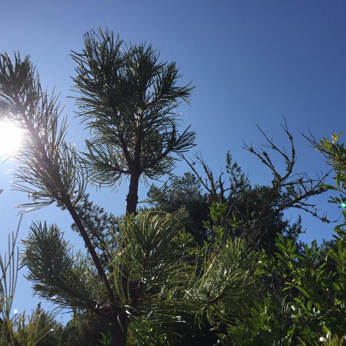 Wednesday Weather Weather Service Issues Freeze Alert For Mid