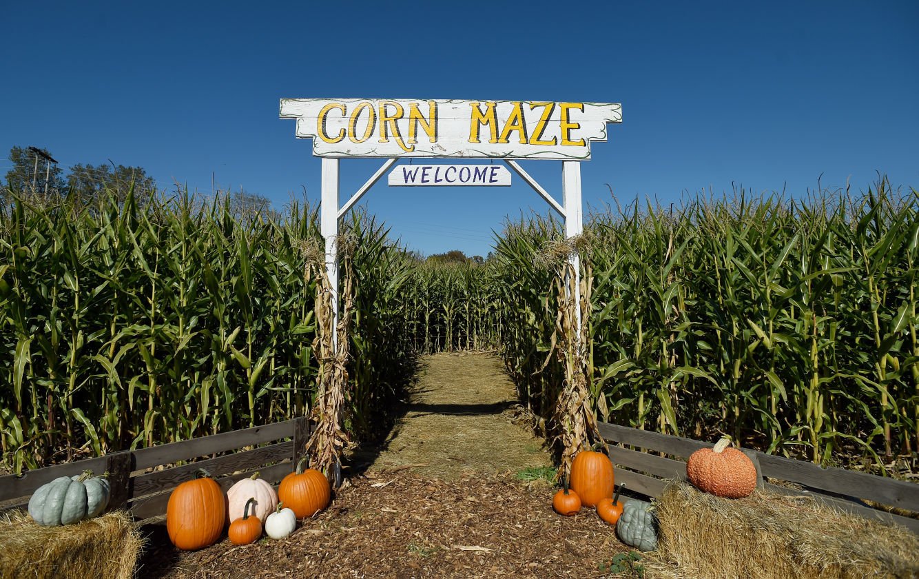 Highway 20 Corn Maze Open For Second Year | Local | Gazettetimes.com