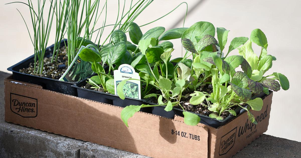 Editorial: Gardening an easy, delicious way to save money in mid-valley | Local