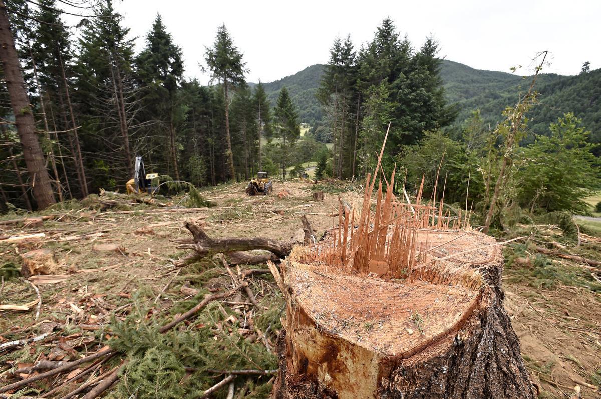 Mighty oaks Restoration projects aim to bring back an iconic Oregon