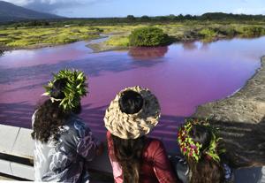 Wildlife refuge pond in Hawaii mysteriously turns bright pink. Drought may be to blame