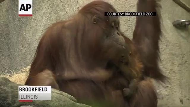Baby Orangutan Debuts At Brookfield Zoo In Chicago News Gazettetimes Com Baby Orangutan Debuts At Brookfield Zoo In Chicago News Gazettetimes Com
