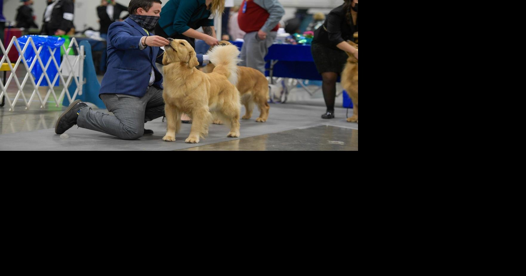 Gallery Albany dog show