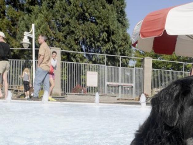 A Pool Day For Dogs At Osborn Aquatic Center Local Gazettetimes Com