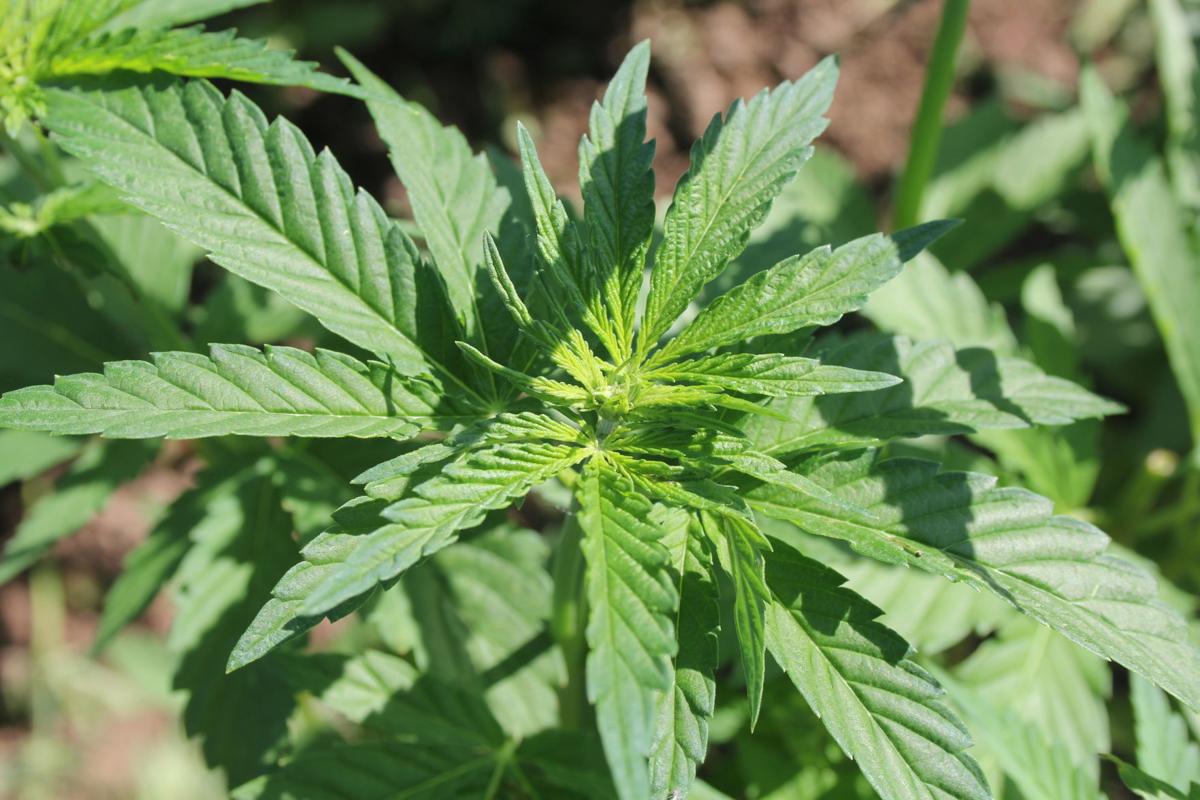 Osu Opens Center To Study Hemp Local Gazettetimes Com