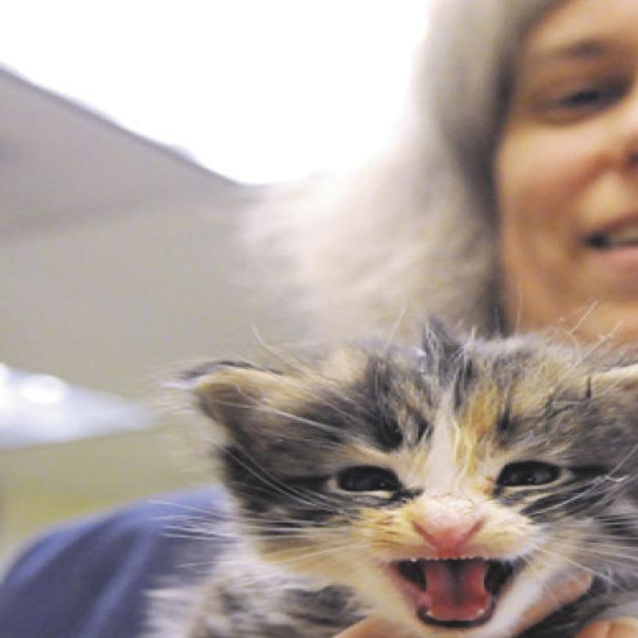 Kitten Quandary Adoptions Fall Short At Heartland Humane Society