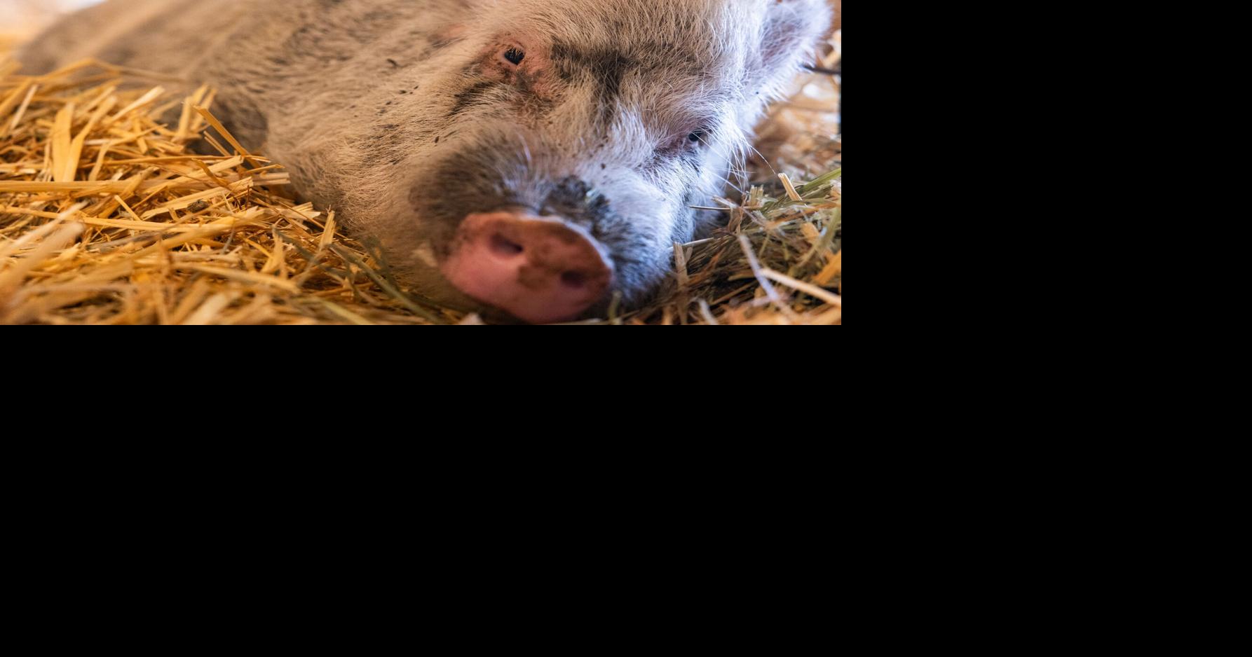 Rescued lab pigs arrive at Scio farm animal sanctuary
