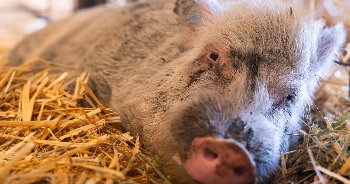 Rescued lab pigs arrive at Scio farm animal sanctuary