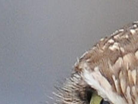 Christmas Bird County Airlie Albany 2022 Birders Invited To Join Count In January | Local | Gazettetimes.com
