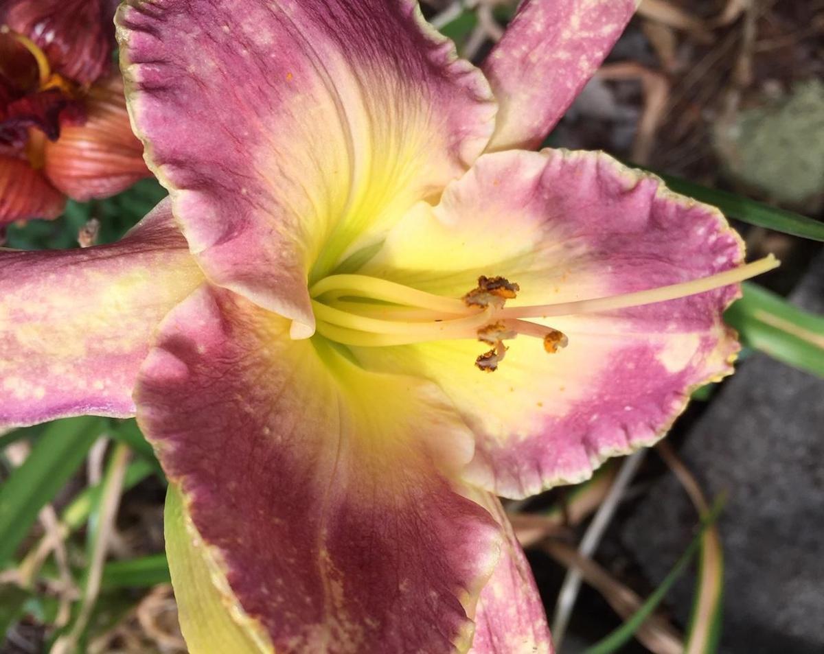 Lily Edit 7-10-19