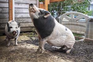The fate of two pet pigs rests on Albany city code