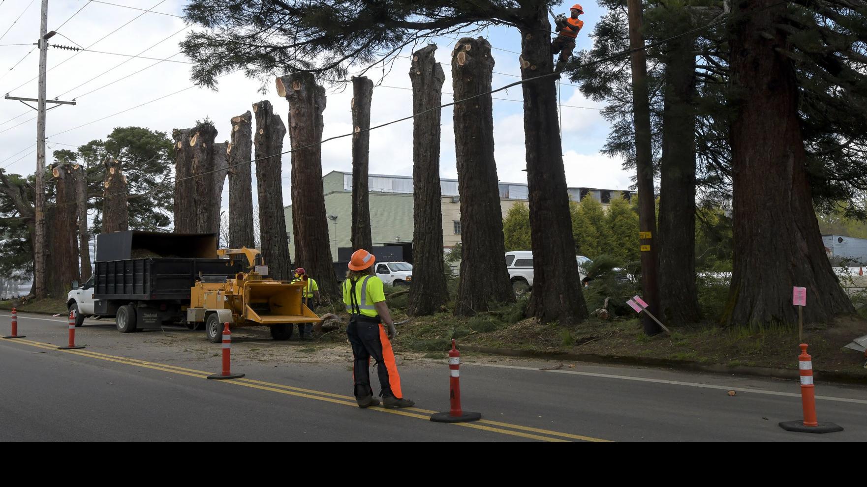 Removal Of Crystal Lake Drive Sequoias Begins Local Gazettetimes Com