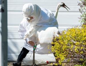 Rare whooping crane rescued from Chicago suburb with a costume and some grapes