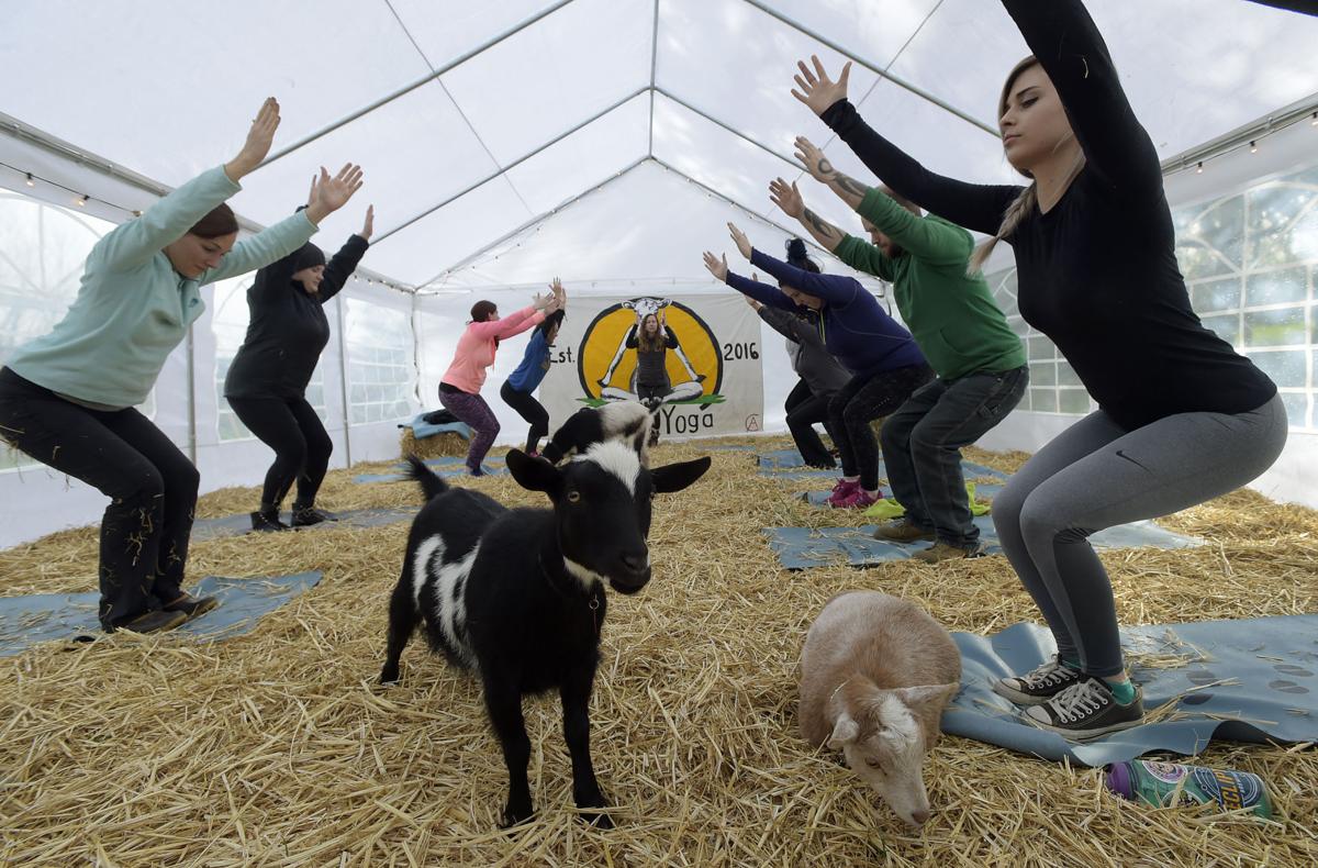 The Goat Yoga craze: Mid-valley business knows what it's like to 'go