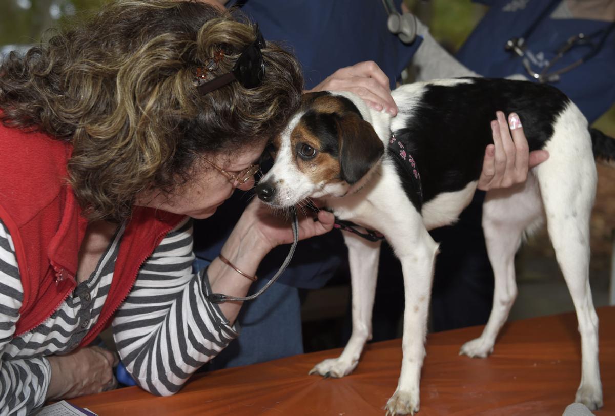 Volunteers help homeless pets as need continues MidValley Homeless