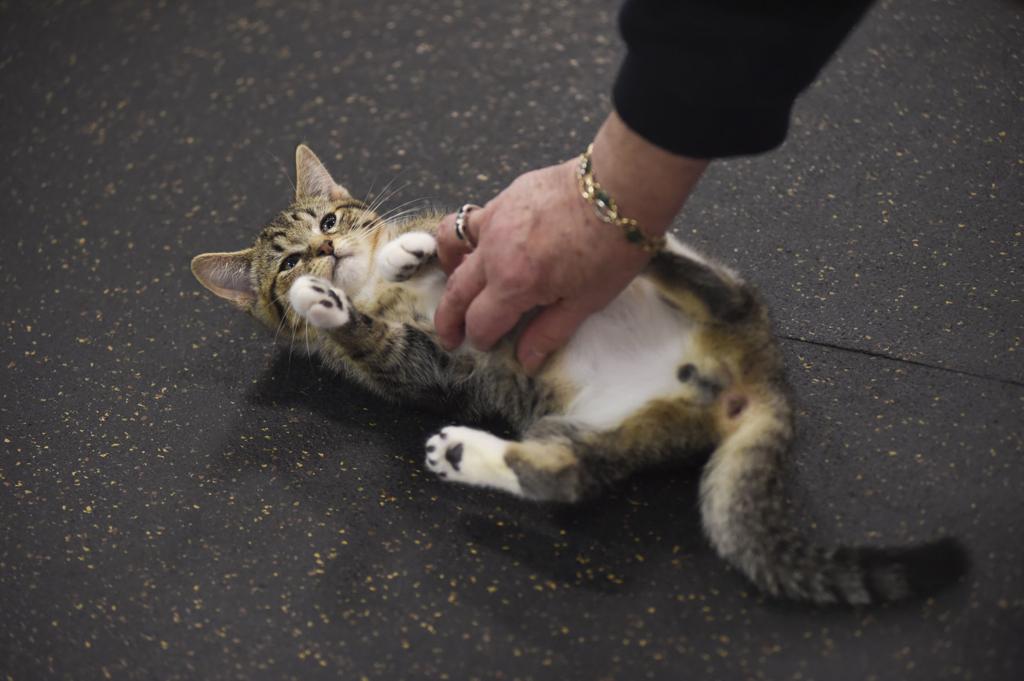Gallery Kitten Yoga At Safehaven Photo Gallery Gazettetimes Com