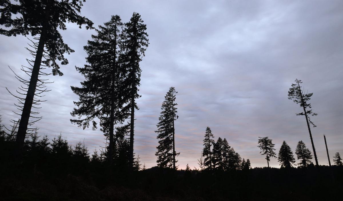 Timber lawsuit