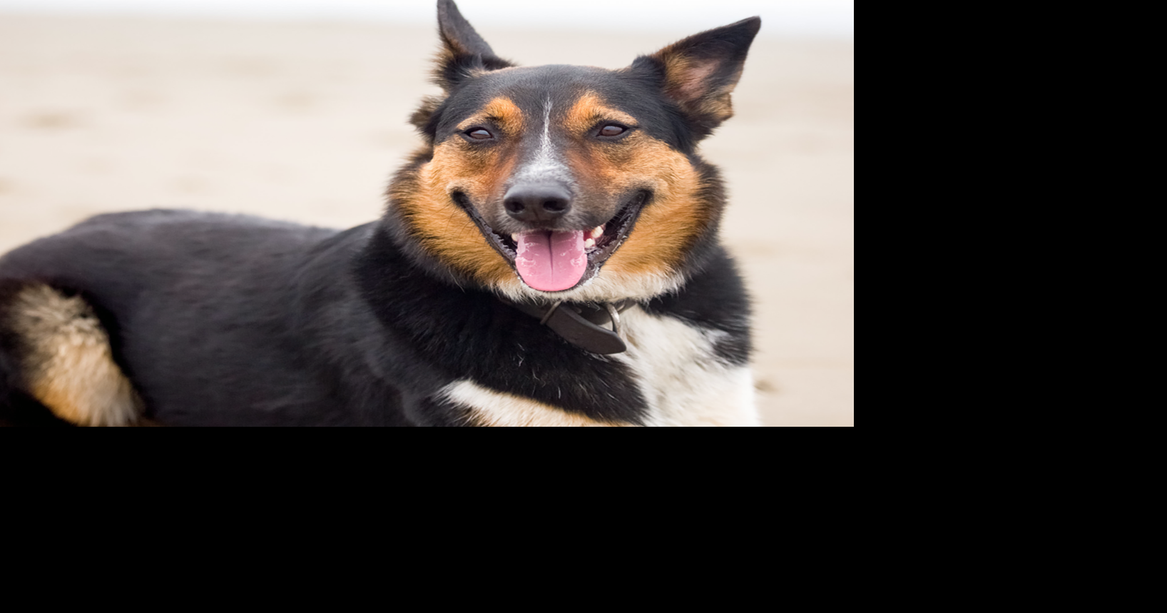 Happy tail: Albany pup who was dognapped doing well