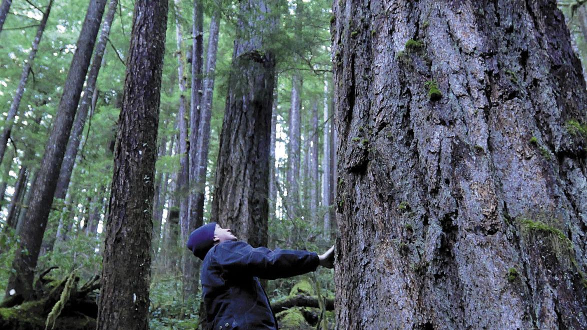 Fine book by Robbins on Andrews Forest - Vimarsana News