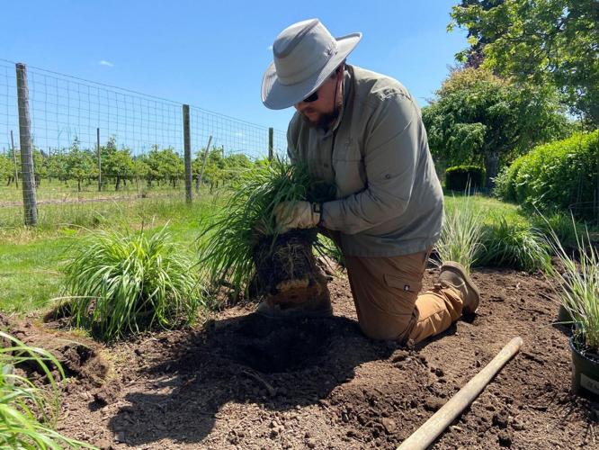Students create ornamental grass display garden at OSU farm