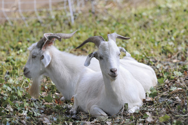 OSU uses rented goats to beat back invasive plant species