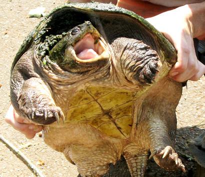 giant snapping turtle