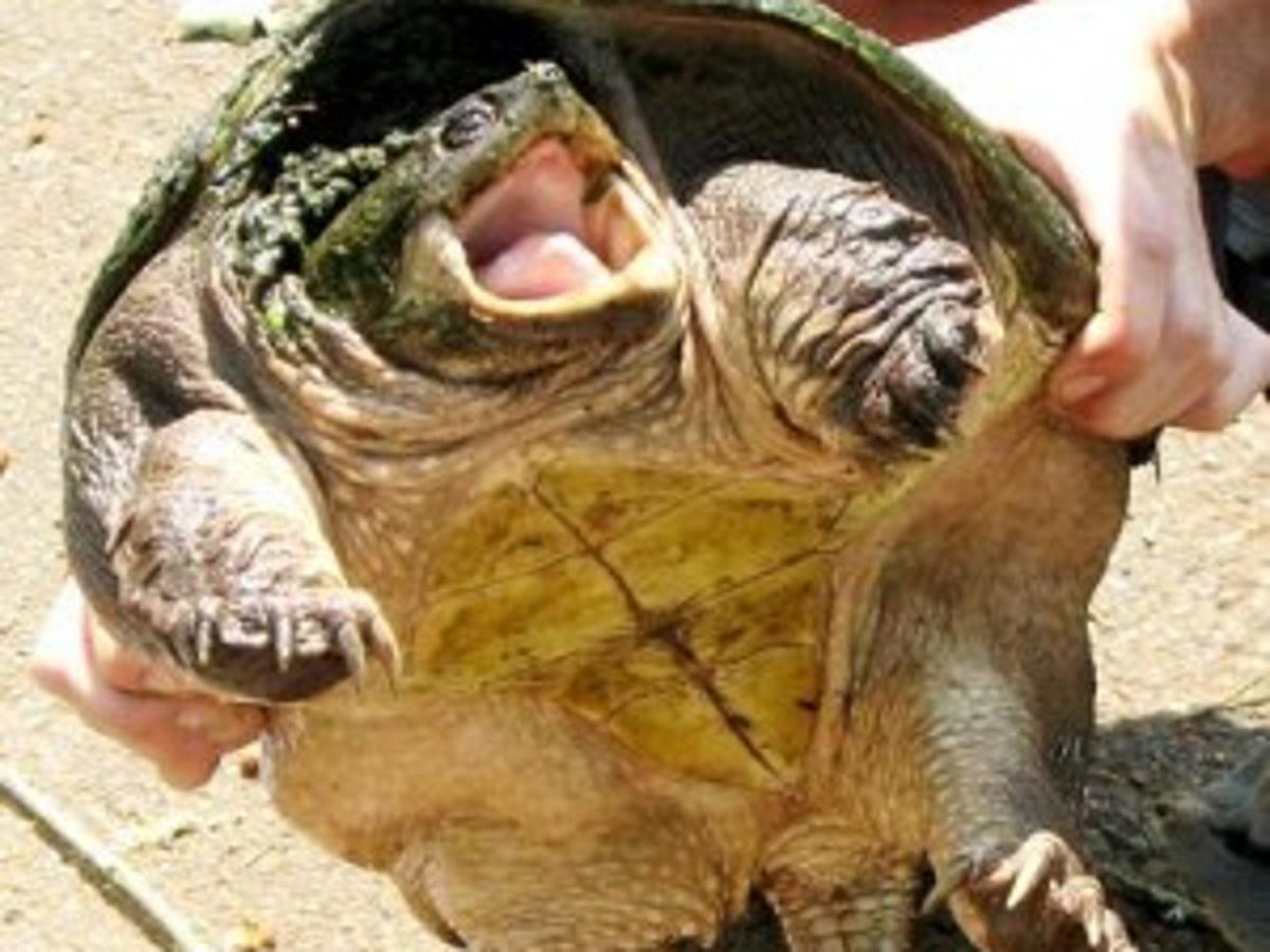 Giant Snapping Turtles Cropping Up In Mid Valley Local
