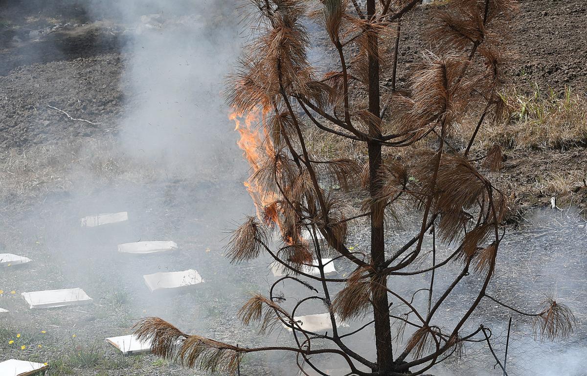 Gallery Torching Trees to Save Lives News