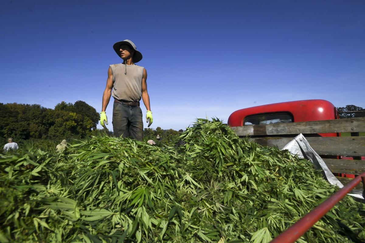 A new kind of harvest Hemp grower battles mold, designs innovative