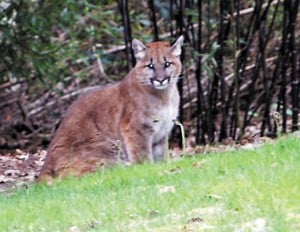 puma store woodburn oregon