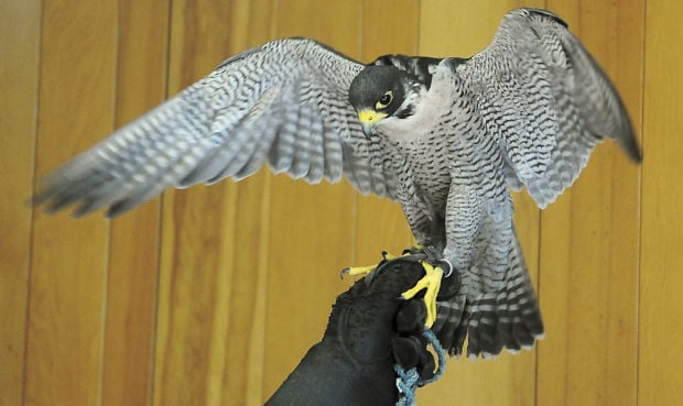 Corvallis Folks Flock To The Falcons Local Gazettetimescom