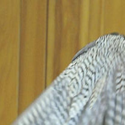 Corvallis Folks Flock To The Falcons Local Gazettetimescom