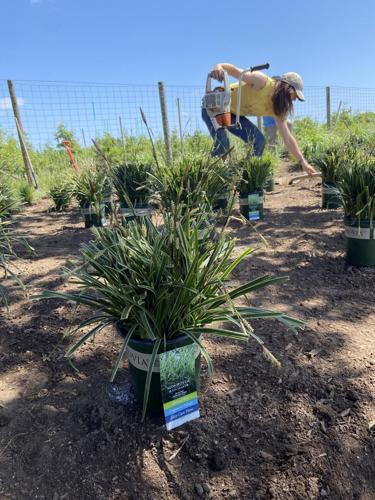 Students create ornamental grass display garden at OSU farm