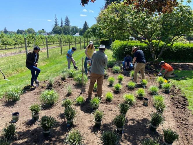 Students create ornamental grass display garden at OSU farm