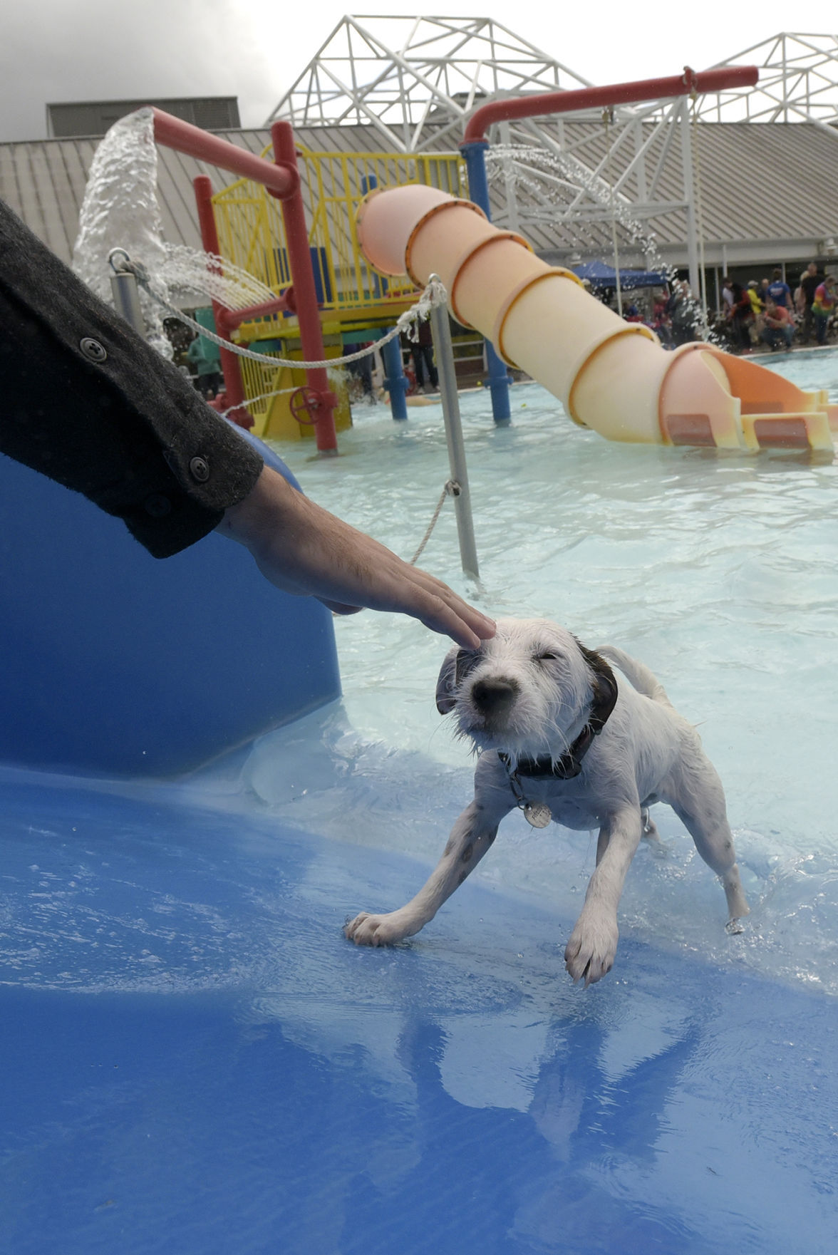 Gallery: Dog Day at Osborn Aquatic Center | Photo Gallery